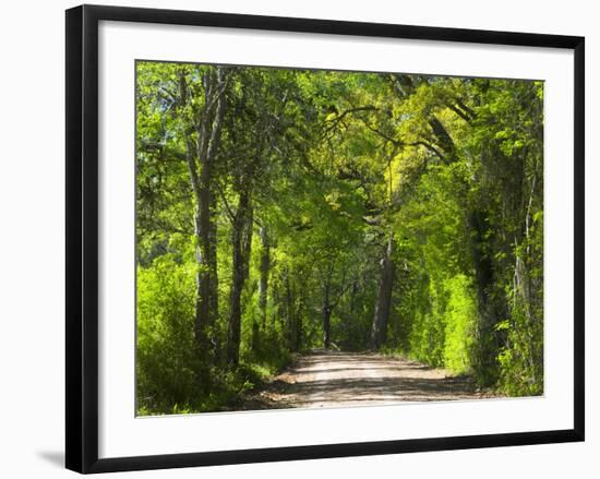 Dirt Roadway Overhanging with Greens of Oak Trees Near Independence, Texas, USA-Darrell Gulin-Framed Photographic Print