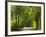 Dirt Roadway Overhanging with Greens of Oak Trees Near Independence, Texas, USA-Darrell Gulin-Framed Photographic Print