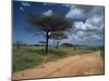 Dirt Track Road and Acacia Trees, Baragoi, Kenya, East Africa, Africa-Dominic Harcourt-webster-Mounted Photographic Print
