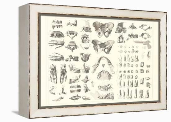 Disarticulated Bones and Teeth-null-Framed Stretched Canvas