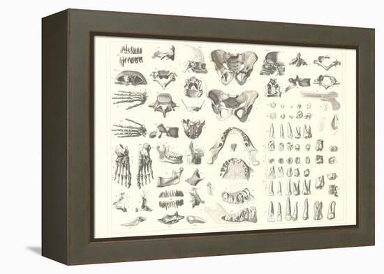 Disarticulated Bones and Teeth-null-Framed Stretched Canvas