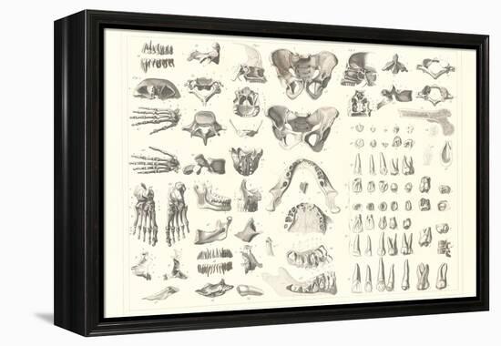 Disarticulated Bones and Teeth-null-Framed Stretched Canvas