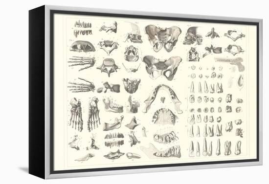 Disarticulated Bones and Teeth-null-Framed Stretched Canvas