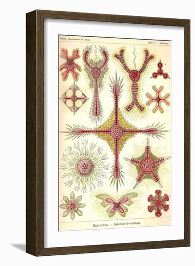 Discoidea-Ernst Haeckel-Framed Art Print
