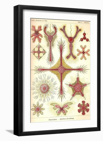 Discoidea-Ernst Haeckel-Framed Art Print