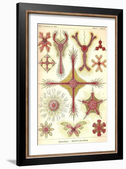 Discoidea-Ernst Haeckel-Framed Art Print