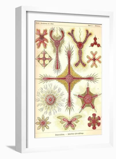 Discoidea-Ernst Haeckel-Framed Art Print