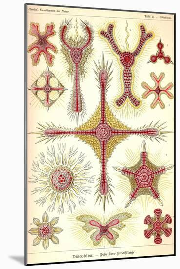 Discoidea-Ernst Haeckel-Mounted Art Print