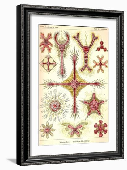 Discoidea-Ernst Haeckel-Framed Art Print