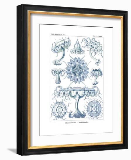 Discomedusae, 1899-1904-null-Framed Giclee Print