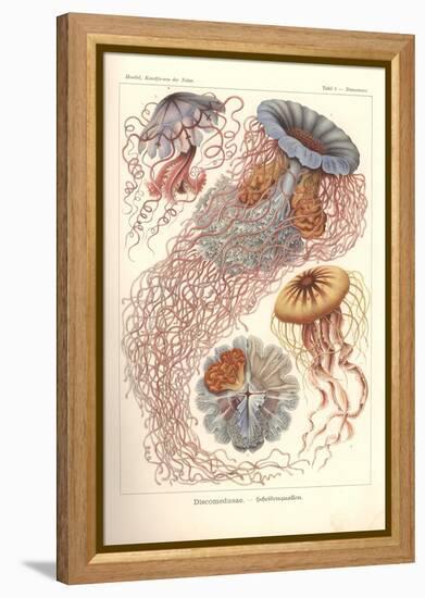 Discomedusae - Scheibenquallen, Pl. 8 from 'Kunstformen Der Natur', Engraved by Adolf Giltsch,…-Ernst Haeckel-Framed Premier Image Canvas