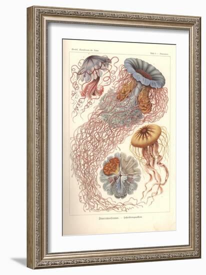 Discomedusae - Scheibenquallen, Pl. 8 from 'Kunstformen Der Natur', Engraved by Adolf Giltsch,…-Ernst Haeckel-Framed Giclee Print