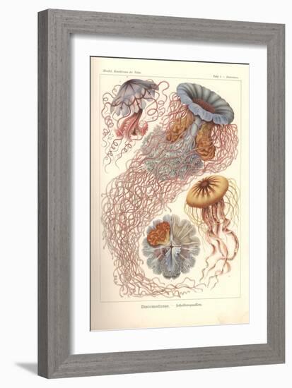 Discomedusae - Scheibenquallen, Pl. 8 from 'Kunstformen Der Natur', Engraved by Adolf Giltsch,…-Ernst Haeckel-Framed Giclee Print