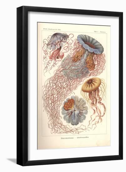 Discomedusae - Scheibenquallen, Pl. 8 from 'Kunstformen Der Natur', Engraved by Adolf Giltsch,…-Ernst Haeckel-Framed Giclee Print