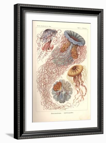 Discomedusae - Scheibenquallen, Pl. 8 from 'Kunstformen Der Natur', Engraved by Adolf Giltsch,…-Ernst Haeckel-Framed Giclee Print