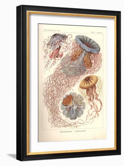 Discomedusae - Scheibenquallen, Pl. 8 from 'Kunstformen Der Natur', Engraved by Adolf Giltsch,…-Ernst Haeckel-Framed Giclee Print