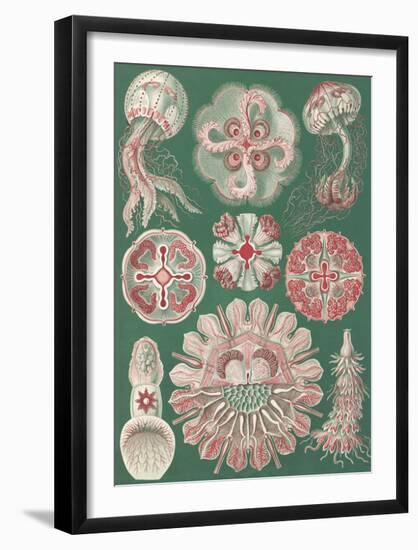 Discomedusae Schweibenquallen-Ernst Haeckel-Framed Art Print