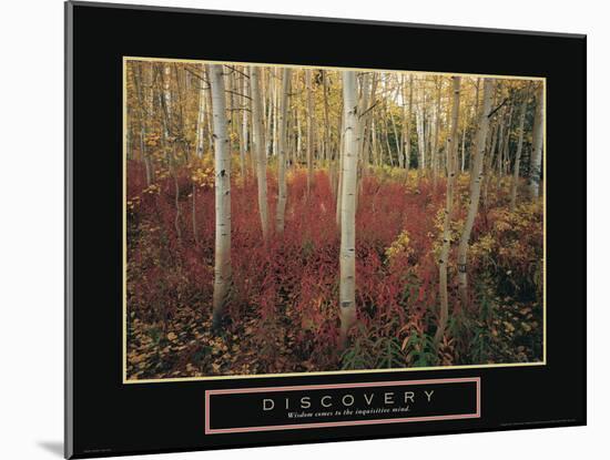 Discovery - Aspen Trees-Unknown Unknown-Mounted Photo