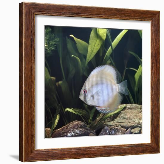 Discus Fish Captive, from Tropical Rainforest Rivers in Brazil-Jane Burton-Framed Photographic Print