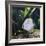 Discus Fish Captive, from Tropical Rainforest Rivers in Brazil-Jane Burton-Framed Photographic Print