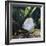 Discus Fish Captive, from Tropical Rainforest Rivers in Brazil-Jane Burton-Framed Photographic Print