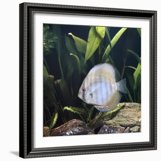 Discus Fish Captive, from Tropical Rainforest Rivers in Brazil-Jane Burton-Framed Photographic Print