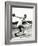 Discus Thrower at the Berlin Olympic Games, 1936-null-Framed Photographic Print