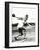 Discus Thrower at the Berlin Olympic Games, 1936-null-Framed Photographic Print