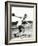 Discus Thrower at the Berlin Olympic Games, 1936-null-Framed Photographic Print