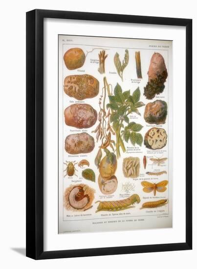 Diseases of the Potato, C1920-null-Framed Giclee Print