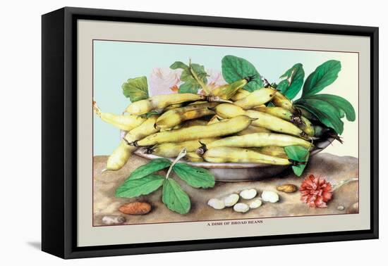 Dish of Broad Beans-Giovanna Garzoni-Framed Stretched Canvas