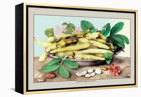 Dish of Broad Beans-Giovanna Garzoni-Framed Stretched Canvas