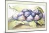Dish of Figs-Giovanna Garzoni-Mounted Art Print