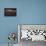 Disney-Sebastien Lory-Mounted Photographic Print displayed on a wall