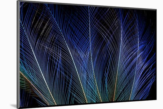 Display Feathers of Blue Bird of Paradise-Darrell Gulin-Mounted Photographic Print