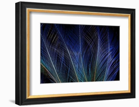 Display Feathers of Blue Bird of Paradise-Darrell Gulin-Framed Photographic Print