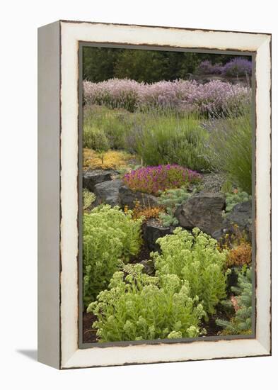 Display Garden at Lavender Festival, Sequim, Washington, USA-Merrill Images-Framed Premier Image Canvas