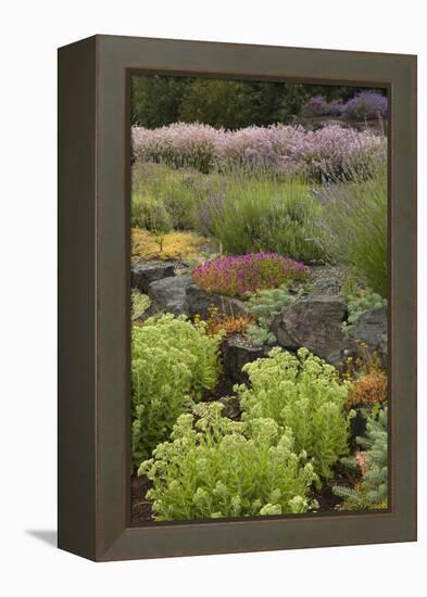 Display Garden at Lavender Festival, Sequim, Washington, USA-Merrill Images-Framed Premier Image Canvas