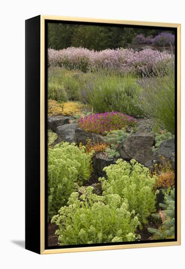 Display Garden at Lavender Festival, Sequim, Washington, USA-Merrill Images-Framed Premier Image Canvas