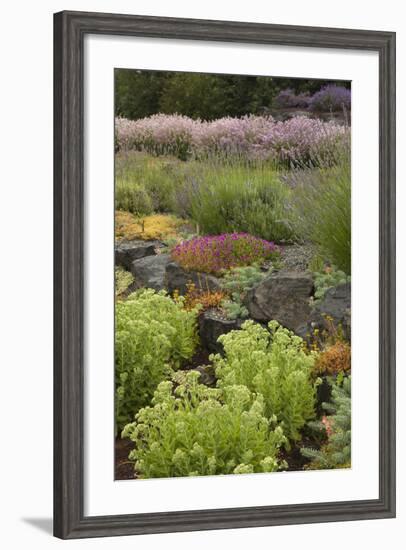 Display Garden at Lavender Festival, Sequim, Washington, USA-Merrill Images-Framed Photographic Print