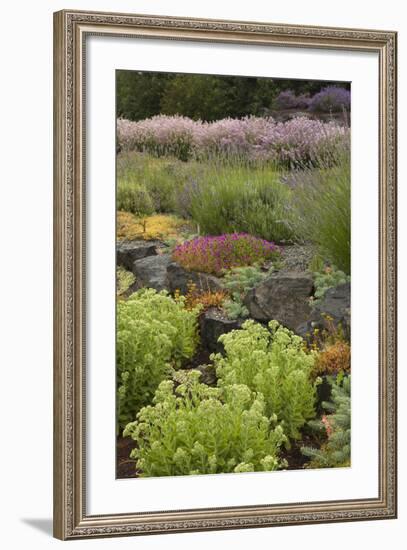 Display Garden at Lavender Festival, Sequim, Washington, USA-Merrill Images-Framed Photographic Print