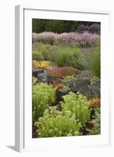 Display Garden at Lavender Festival, Sequim, Washington, USA-Merrill Images-Framed Photographic Print