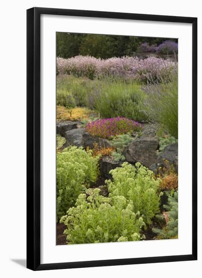 Display Garden at Lavender Festival, Sequim, Washington, USA-Merrill Images-Framed Photographic Print