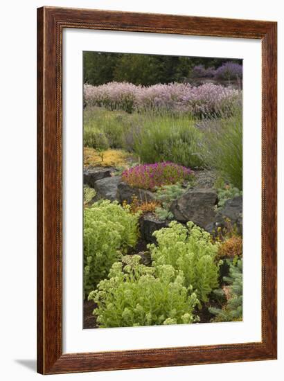 Display Garden at Lavender Festival, Sequim, Washington, USA-Merrill Images-Framed Photographic Print