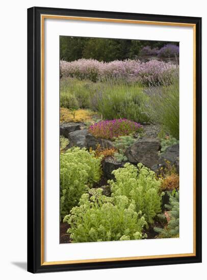 Display Garden at Lavender Festival, Sequim, Washington, USA-Merrill Images-Framed Photographic Print