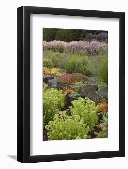 Display Garden at Lavender Festival, Sequim, Washington, USA-Merrill Images-Framed Photographic Print