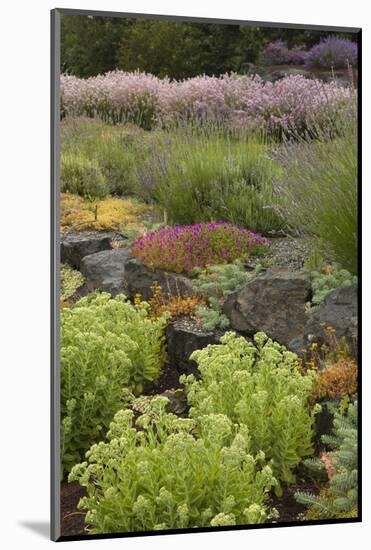 Display Garden at Lavender Festival, Sequim, Washington, USA-Merrill Images-Mounted Photographic Print