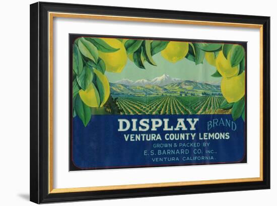 Display Lemon Label - Ventura, CA-Lantern Press-Framed Art Print