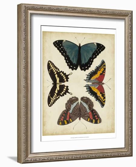 Display of Butterflies I-Vision Studio-Framed Art Print