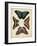 Display of Butterflies I-Vision Studio-Framed Art Print